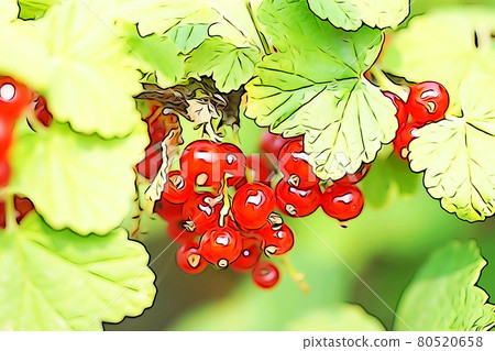 粉彩般的“紅醋栗果紅醋栗”插圖圖像 80520658