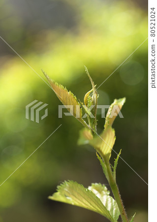 櫻花春天發芽 80521024