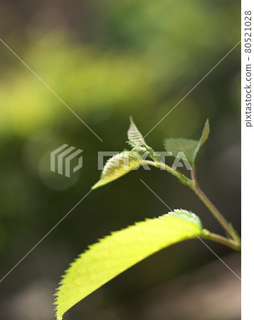 櫻花春天發芽 櫻花春天發芽 80521028