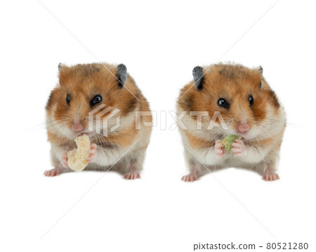 two hamsters greedily eating their food isolated on white background two hamsters greedily eating their food isolated on white background 80521280