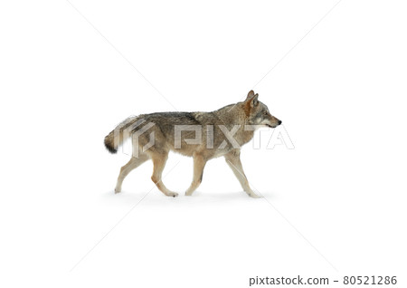 Gray she-wolf running in the snow isolated on white background Gray she-wolf running in the snow isolated on white background 80521286