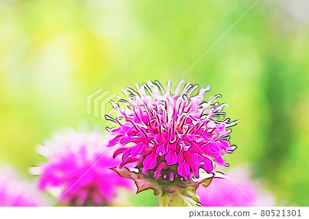 Pastel style "" bergamot "illustration image 80521301