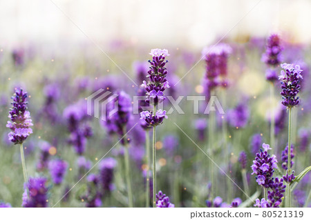 Lavender flowers at sunlight. Lavender field wallpaper. 80521319