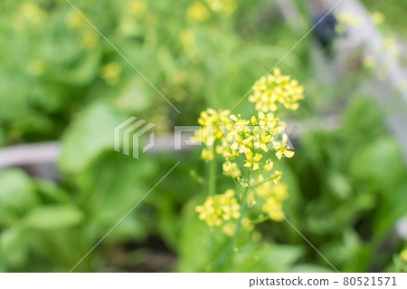 Chinese Mustard yellow flower in garden 80521571