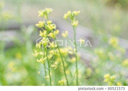 Chinese Mustard yellow flower in garden Chinese Mustard yellow flower in garden 80521573
