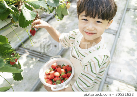 happy Asian boy picking strawberries in farm happy Asian boy picking strawberries in farm 80521628
