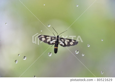 Dragonfly Edashak staying on the window glass Dragonfly Edashak staying on the window glass 80521629