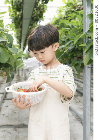 happy Asian boy picking strawberries in farm happy Asian boy picking strawberries in farm 80521630