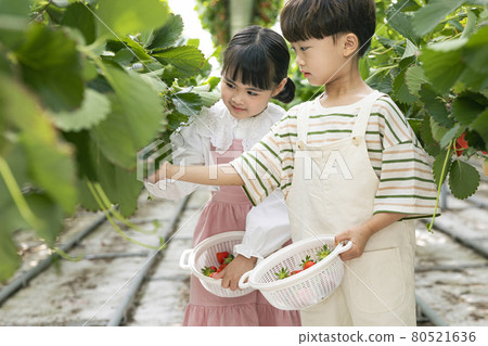 happy Asian girl and boy picking strawberries in farm happy Asian girl and boy picking strawberries in farm 80521636