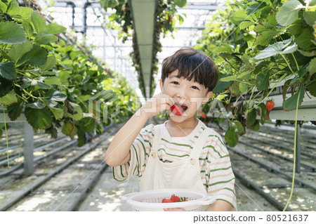 happy Asian boy picking and eating strawberries in farm happy Asian boy picking and eating strawberries in farm 80521637
