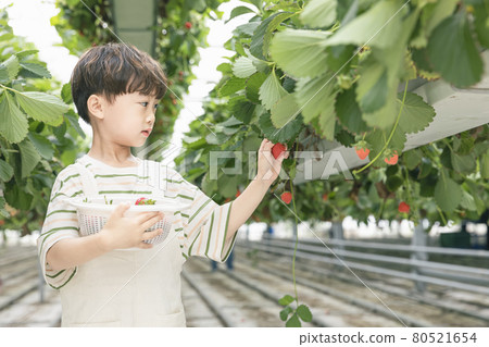 happy Asian boy picking strawberries in farm happy Asian boy picking strawberries in farm 80521654