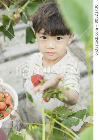 happy Asian boy and girl in strawberry farm, learning nature happy Asian boy and girl in strawberry farm, learning nature 80521730