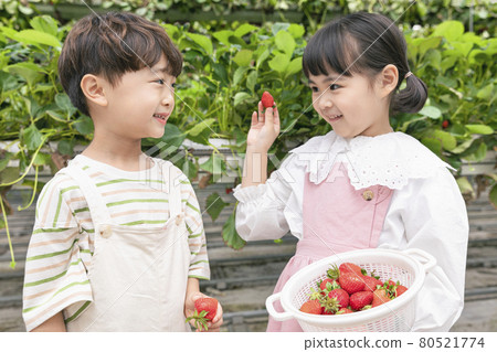 cute Asian young boy and girl in strawberry farm cute Asian young boy and girl in strawberry farm 80521774
