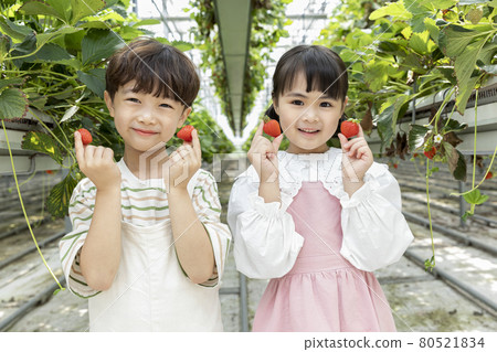 happy Asian boy and girl in strawberry farm, learning nature happy Asian boy and girl in strawberry farm, learning nature 80521834