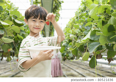 happy Asian boy with strawberry in farm happy Asian boy with strawberry in farm 80521836