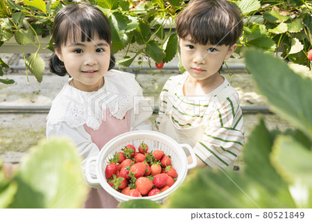 happy Asian girl and boy showing off picked strawberries happy Asian girl and boy showing off picked strawberries 80521849