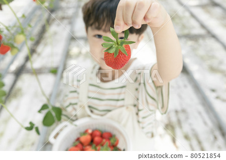 happy Asian boy picking strawberries in farm happy Asian boy picking strawberries in farm 80521854
