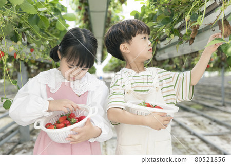Asian girl and boy experiencing strawberry farm, learning nature Asian girl and boy experiencing strawberry farm, learning nature 80521856