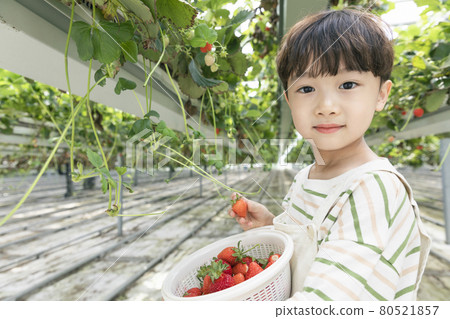 happy Asian boy picking strawberries in farm happy Asian boy picking strawberries in farm 80521857