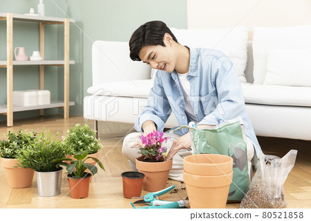 young Asian man repotting plants, home gardening young Asian man repotting plants, home gardening 80521858