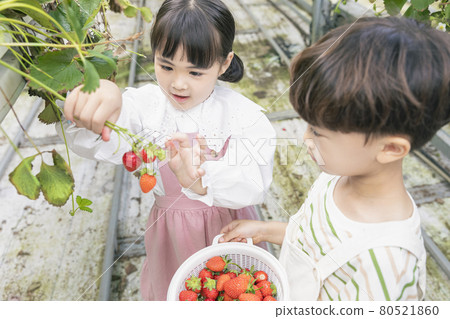 Asian girl and boy experiencing strawberry farm, learning nature Asian girl and boy experiencing strawberry farm, learning nature 80521860