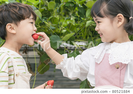 cute Asian young boy and girl eating strawberries in farm cute Asian young boy and girl eating strawberries in farm 80521884