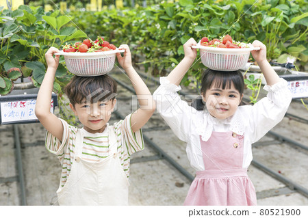 happy young Asian girl and boy with strawberry basket in farm happy young Asian girl and boy with strawberry basket in farm 80521900