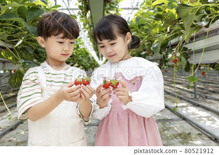 happy Asian boy and girl in strawberry farm, learning nature happy Asian boy and girl in strawberry farm, learning nature 80521912