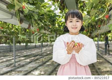 happy Asian girl picking strawberries in strawberry farm happy Asian girl picking strawberries in strawberry farm 80521917