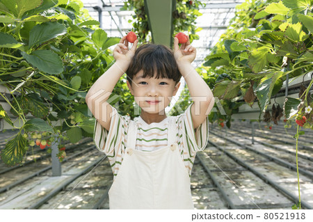 happy Asian boy and girl in strawberry farm, learning nature happy Asian boy and girl in strawberry farm, learning nature 80521918
