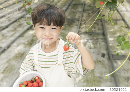 happy Asian boy picking strawberries in farm happy Asian boy picking strawberries in farm 80521921