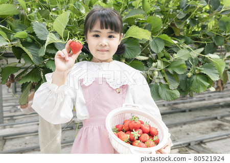 happy Asian girl picking strawberries in strawberry farm happy Asian girl picking strawberries in strawberry farm 80521924