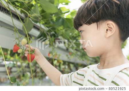 Asian boy picking strawberries in strawberry farm Asian boy picking strawberries in strawberry farm 80521925