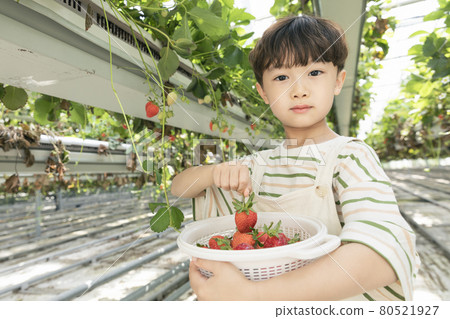 happy Asian boy picking strawberries in farm happy Asian boy picking strawberries in farm 80521927