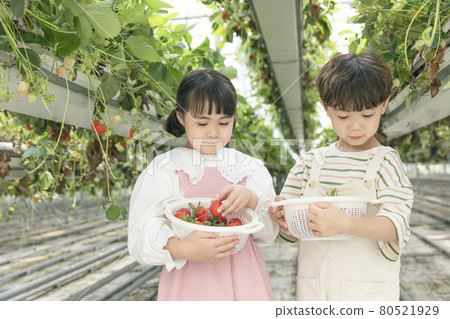 Asian girl and boy looking at freshly picked strawberries in basket Asian girl and boy looking at freshly picked strawberries in basket 80521929