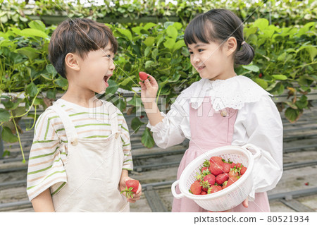cute Asian young boy and girl eating strawberries in farm cute Asian young boy and girl eating strawberries in farm 80521934