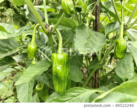 Bell peppers Bell peppers 80522240