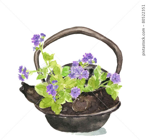 九州的 Ageratum [水彩] 白色背景材料 80522351
