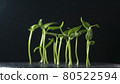 Growing plants, sprouts germination on dark background 80522594