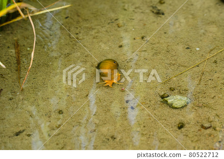 Jumbo Tanishi 80522712