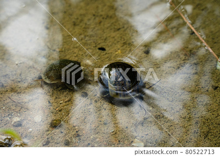 Jumbo Tanishi 80522713