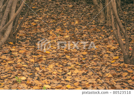 Image of autumn Image of autumn 80523518
