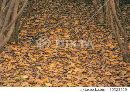 Image of autumn Image of autumn 80523519
