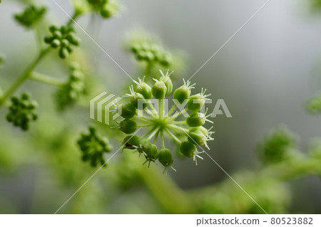 After the flower of Aralia elata After the flower of Aralia elata 80523882