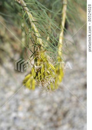 Kings spear Kings spear 80524028