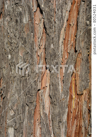 False cypress 80524031