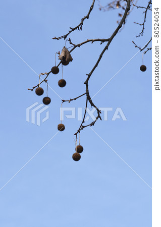 London plane London plane 80524054