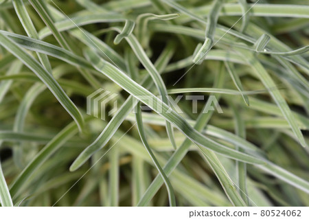 Variegated Society garlic 80524062