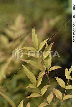 Heavenly bamboo Gulfstream Heavenly bamboo Gulfstream 80524064