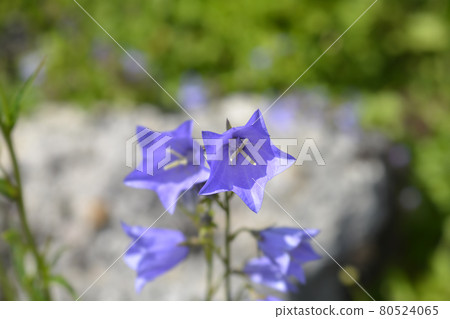 Peach-leaved bellflower Peach-leaved bellflower 80524065